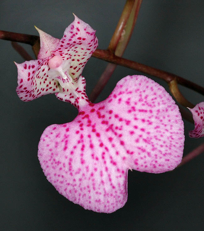 Flor de Comparettia macroplectron vista desde el frente.