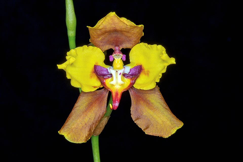 Les fleurs, qui durent longtemps, mesurent environ 6 cm. Les sépales sont jaune foncé ou bronze et les pétales sont jaune vif et marron.