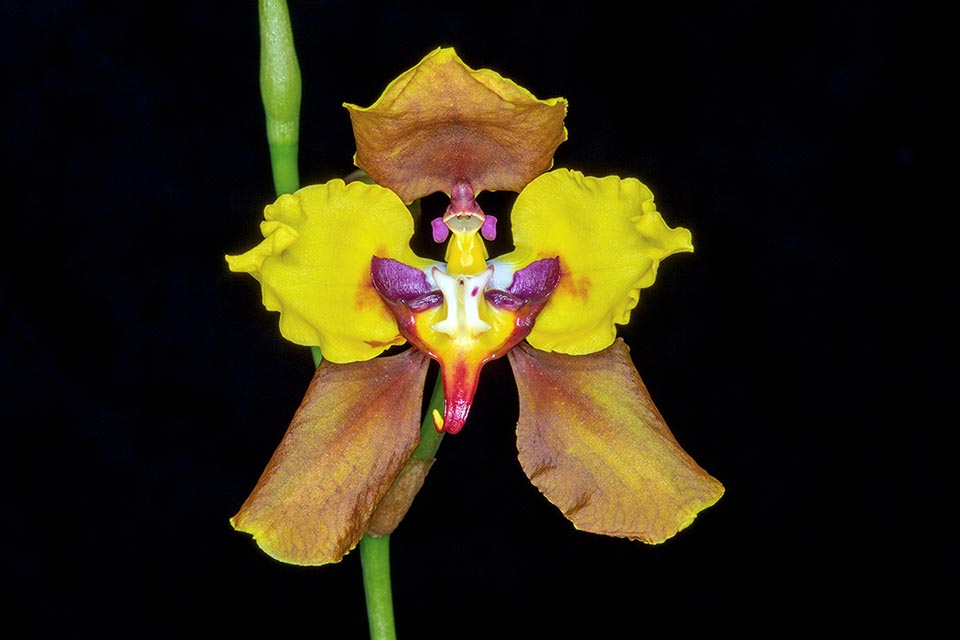 Fiore di Cyrtochilum macranthum.