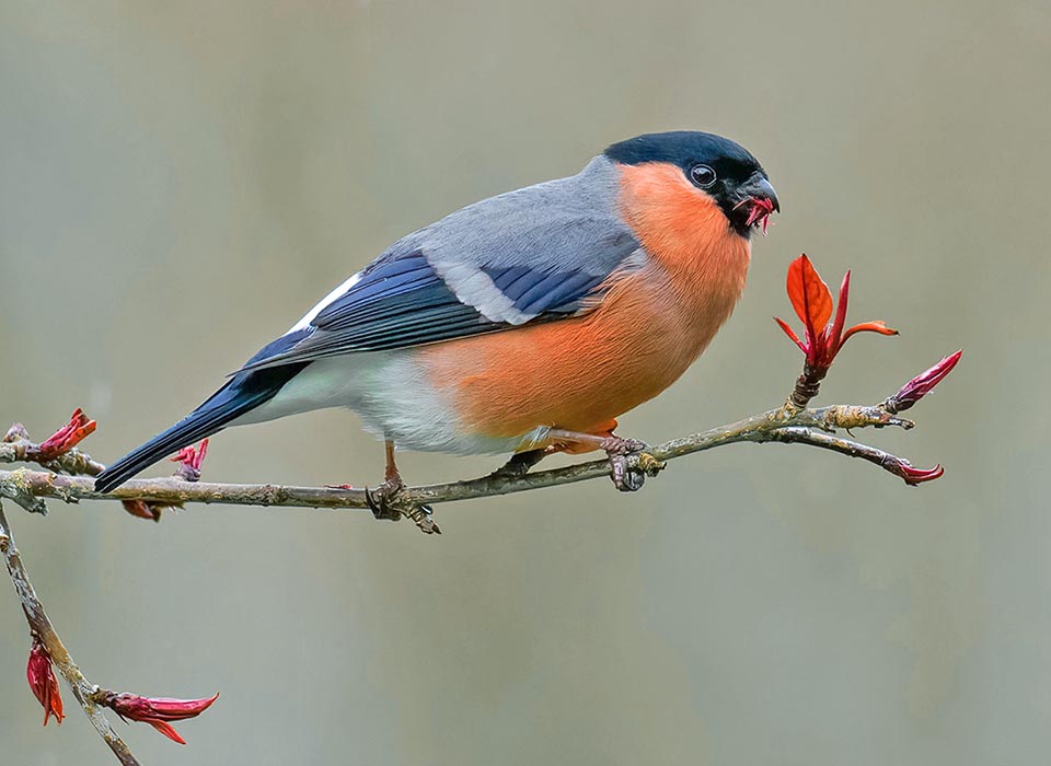 Male of Pyrrhula pyrrhula devouring buds.