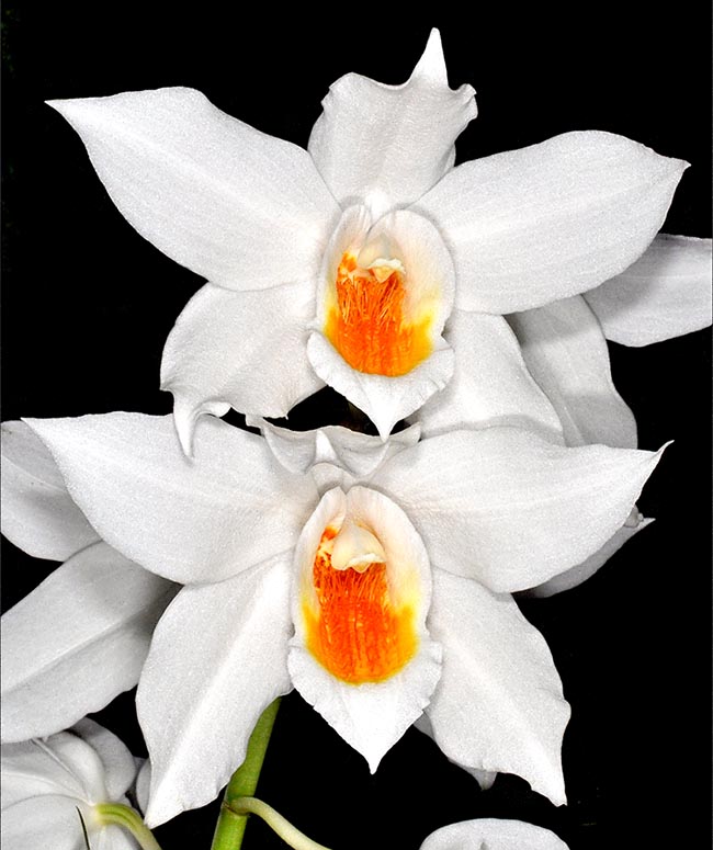 Coelogyne mooreana 'Brockhurst' 