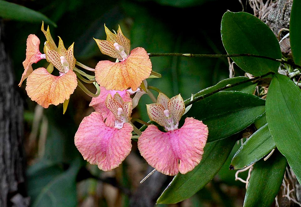 Hybrid of Comparettia falcata x Comparettia macroplectron.