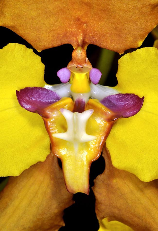 Le labelle, triangulaire et convexe comme l'indique le nom grec du genre, varie en couleur de lilas à pourpre avec un lobe central jaune, un cal blanc et pourpre et les deux excroissances élargies et quelque peu falciformes.