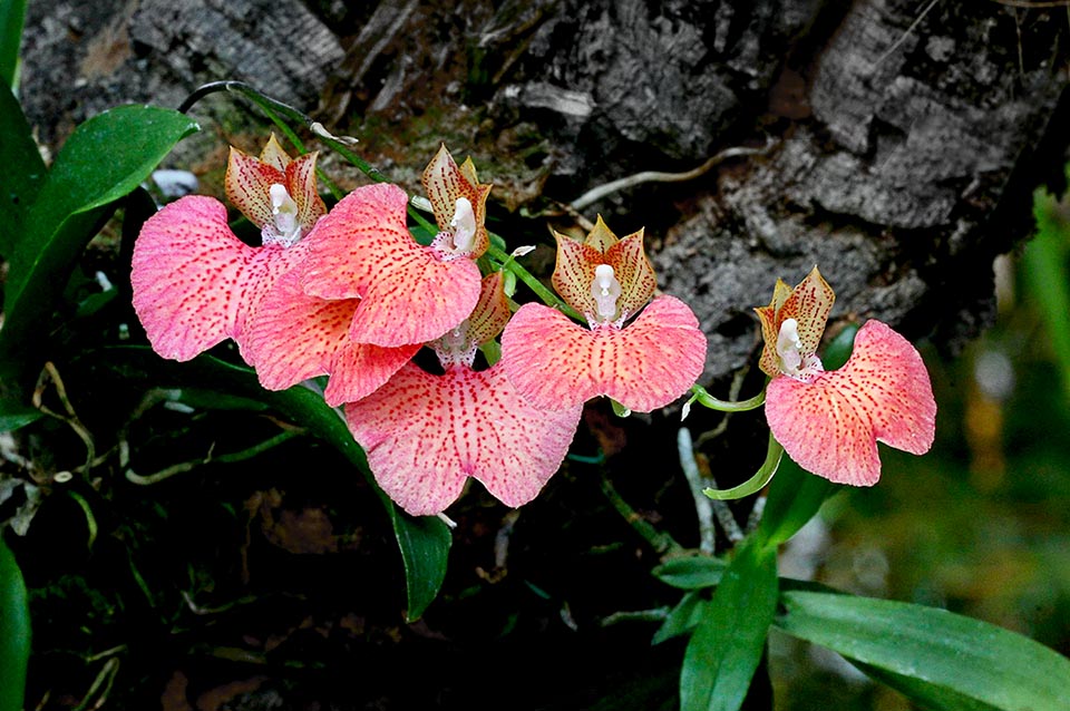 Comparettia Oberhausen es un conocido híbrido primario obtenido del cruce de Comparettia macroplectron con Comparettia speciosa.