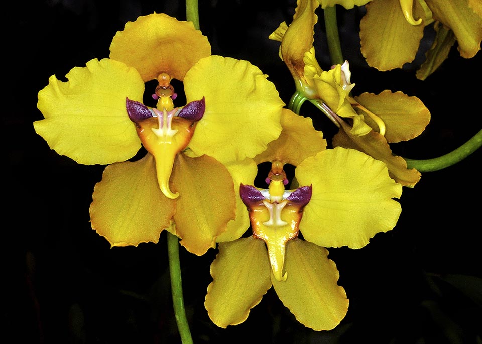 Cyrtochilum macranthum 'Pacifica' est une variété primée en 2005 par l'American Orchid Society