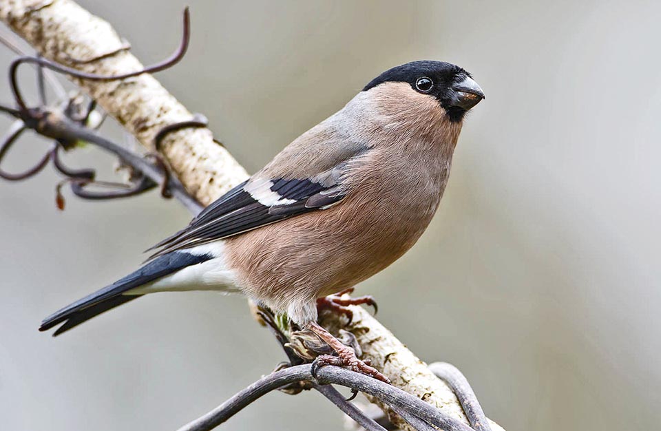 Female of Pyrrhula pyrrhula.