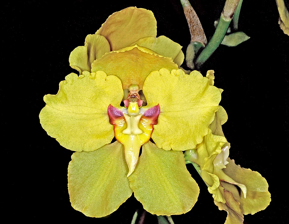 Cyrtochilum macranthum h.v nanum 'Memoria Henry Ho Hur' a obtenu en 2006 un prix similaire de l'American Orchid Society.