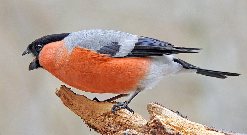 The male of Pyrrhula pyrrhula defends the territory.