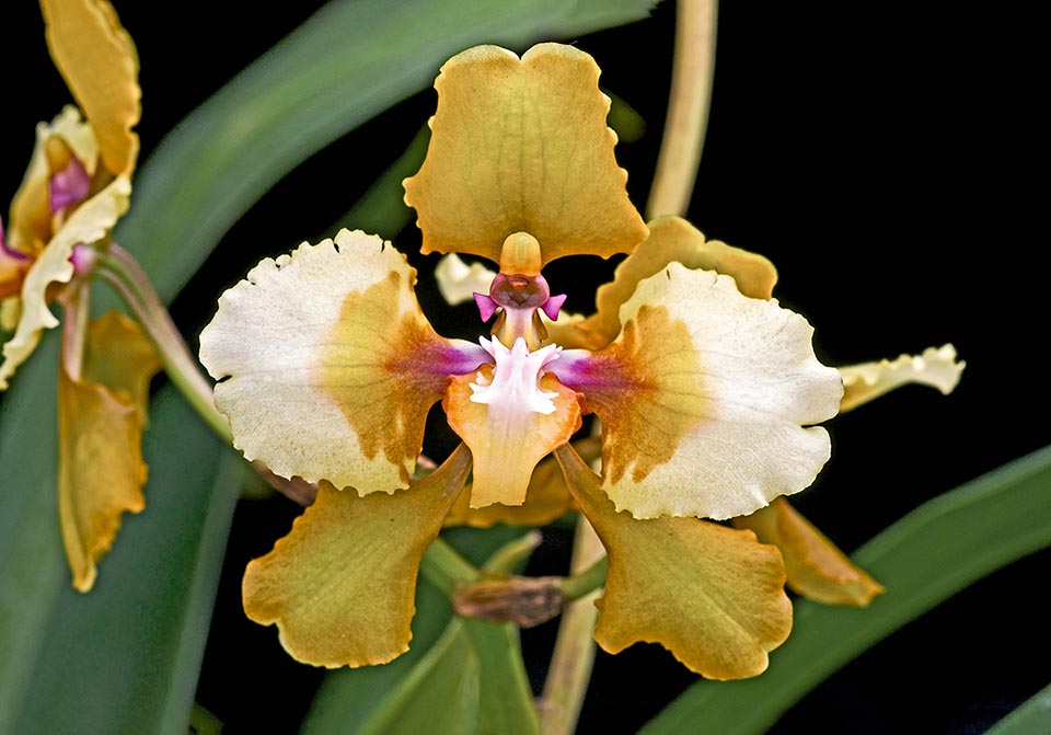 Oncidium McBeanianum 'Golden Gate'