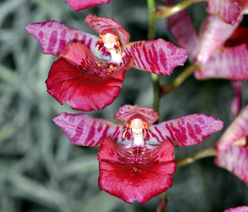 La spectaculaire Gomettia Tropical Jujubees est un hybride insolite de Gomesa echinata x Comparettia macroplectron