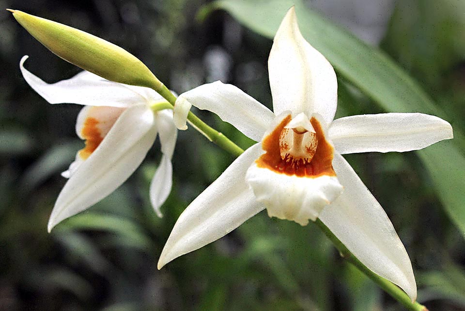 Coelogyne Memoria W. Micholitz