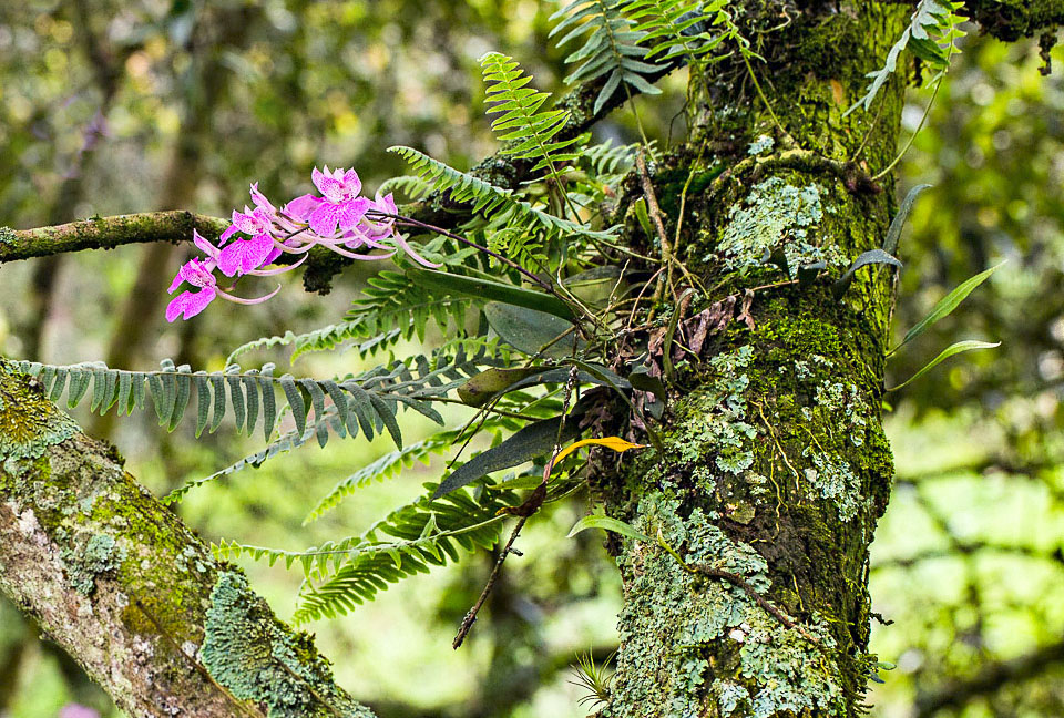 Comparettia macroplectron est une épiphyte endémique des montagnes colombiennes.