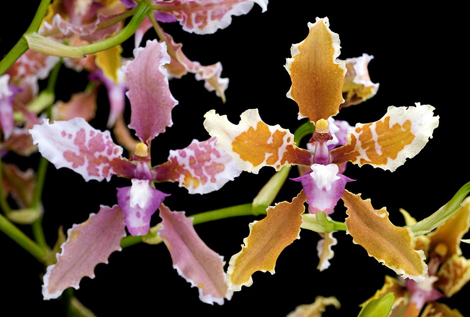 Cyrtochilum macranthum x Cyrtochilum ramosissimum