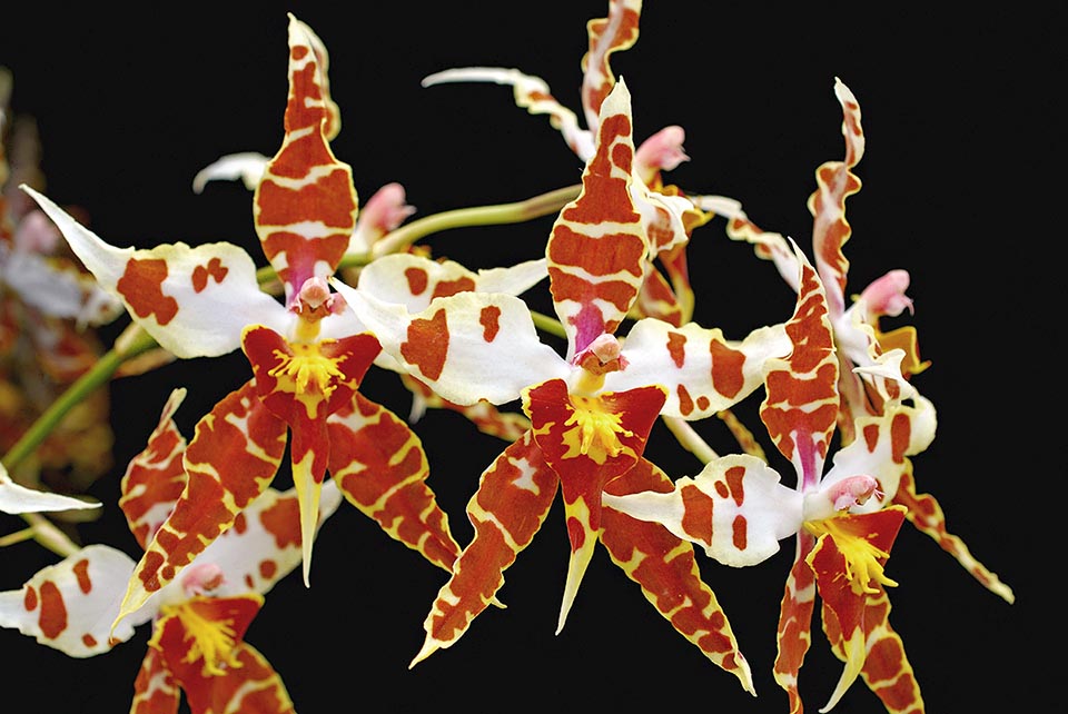 Cyrtoglossum Ecuador is an intergeneric hybrid obtained from cross between Odontoglossum cirrhosum and Oncidium macranthum now Cyrtochilum macranthum.