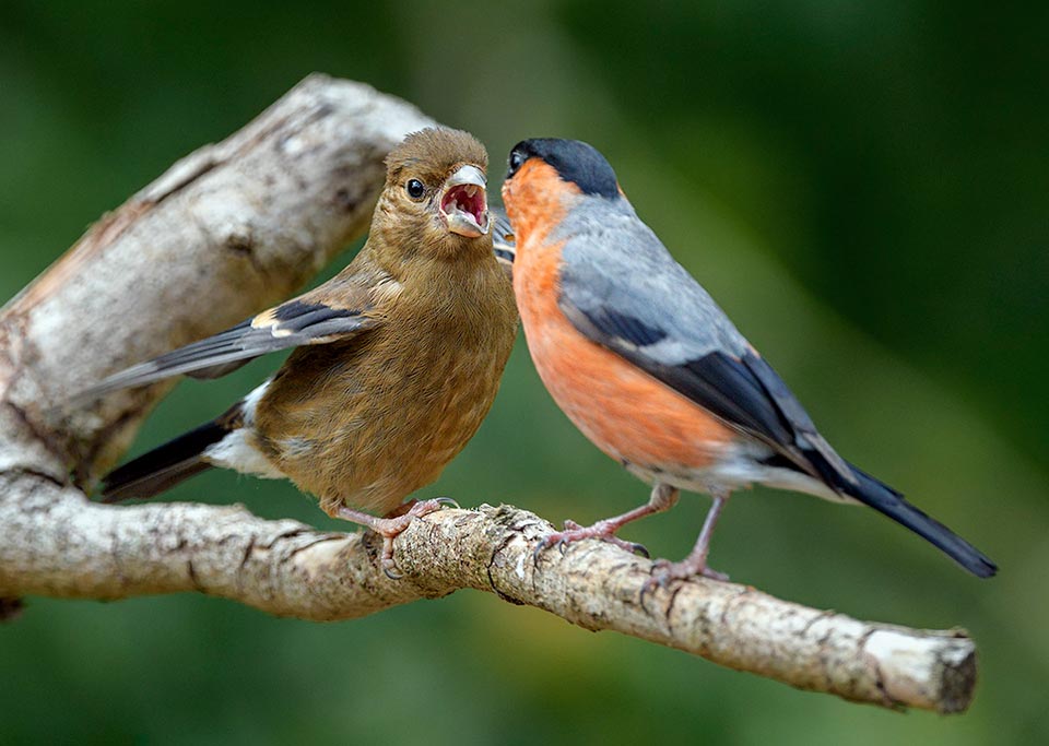 Cuckold by a now grown-up Pyrrhula pyrrhula chick.