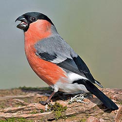 Pyrrhula pyrrhula Monaco Nature Encyclopedia