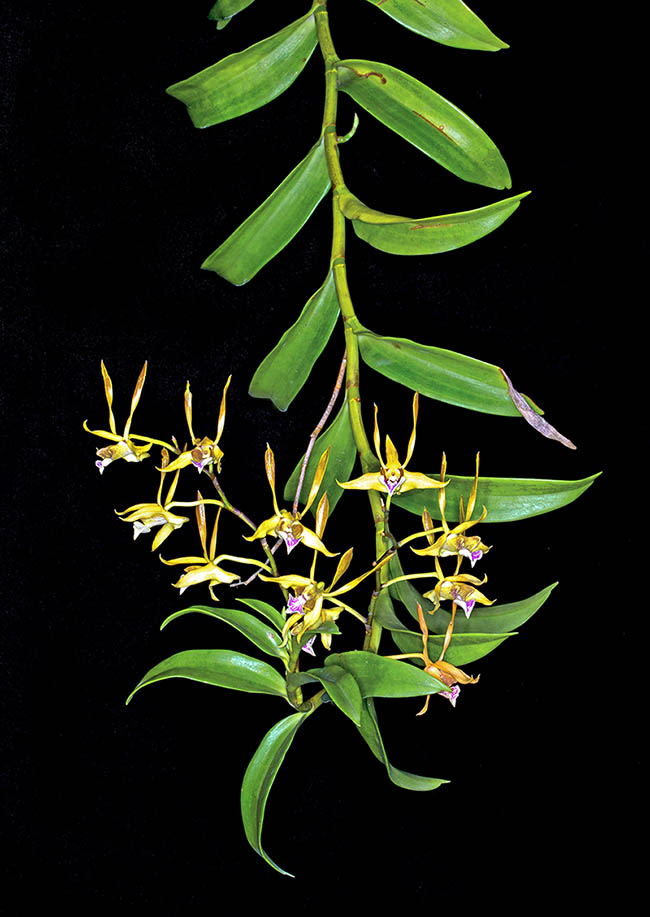 Dendrobium bicaudatum est un épiphyte, parfois aussi un lithophyte, originaire des Moluques.