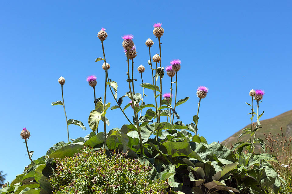 Rhaponticum heleniifolium es un endemismo de la zona alpina occidental. 