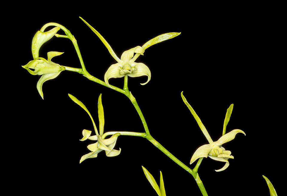 Dendrobium archipelagense tiene rizomas cortos y pseudobulbos de hasta 50 cm de largo. Portan una o más inflorescencias erectas con un raquis de unos 40 cm y de 5 a 10 flores por racimo.