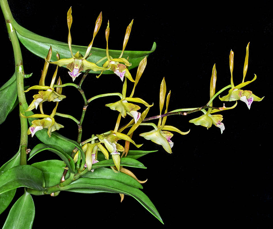 Inflorescences racémeuses de Dendrobium bicaudatum.