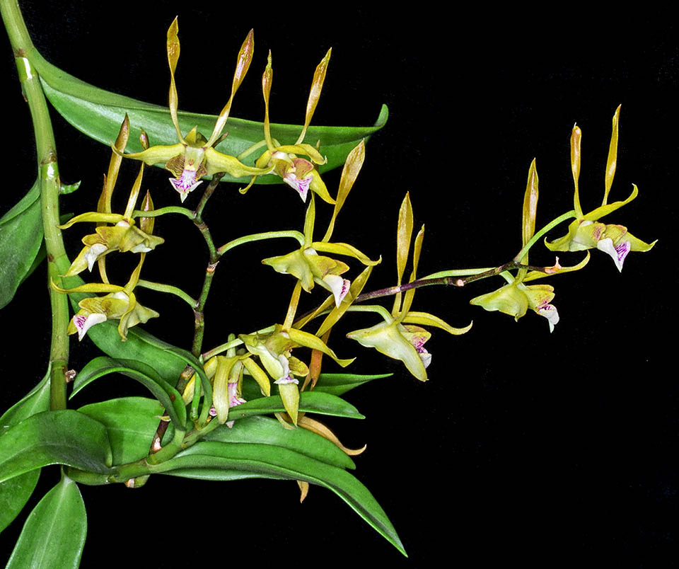 Infiorescenza racemosa di Dendrobium bicaudatum.