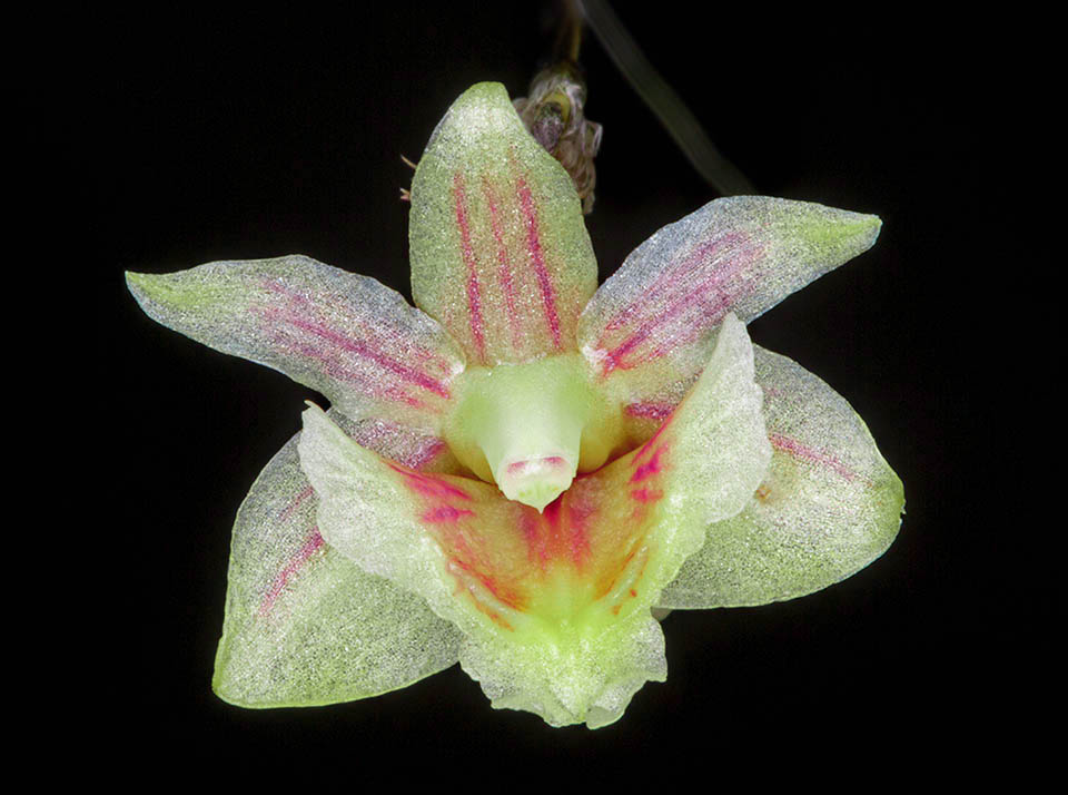 The elegant tiny flower of Dendrobium nycteridoglossum measures about half a centimeter.