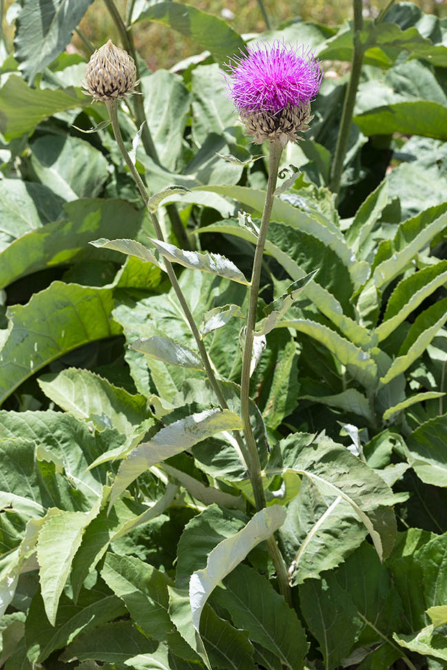 Rhaponticum heleniifolium peut atteindre jusqu'à 150 cm de hauteur.