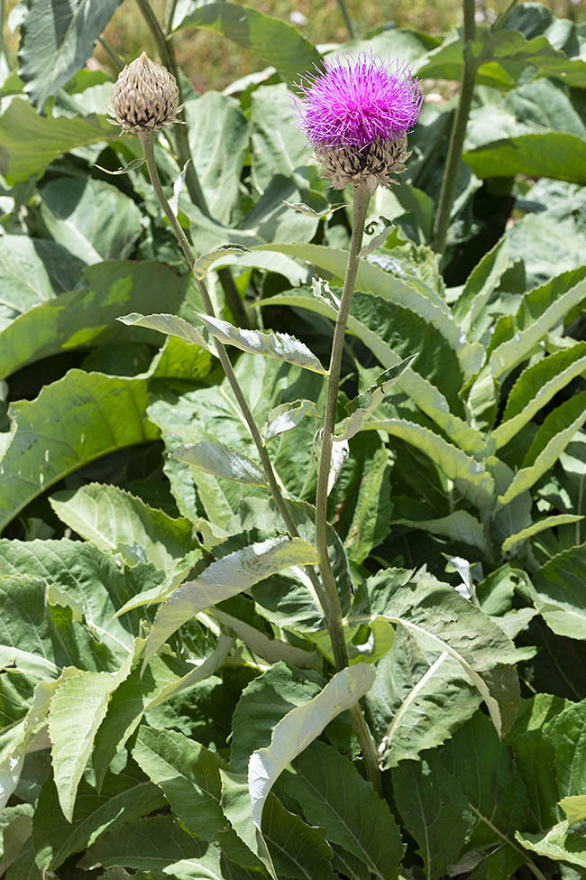 De tamaño notable para una planta orófita, puede llegar a medir 150 cm 