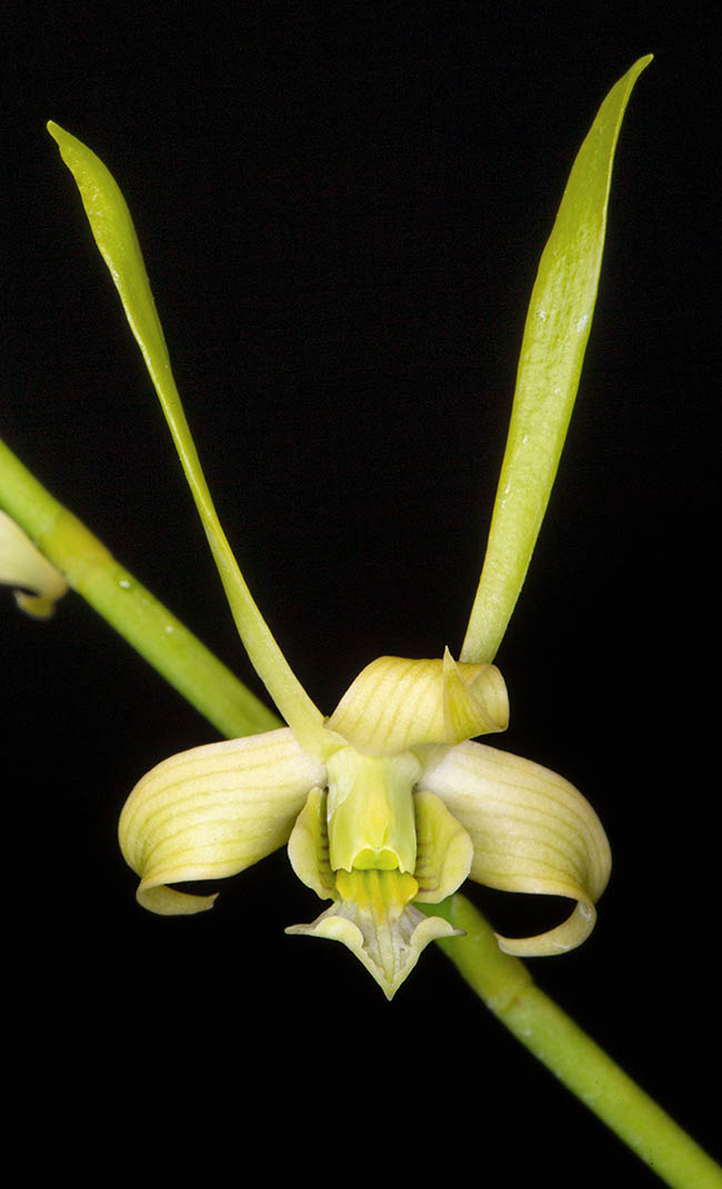 Las flores de Dendrobium archipelagense, muy abiertas, de color verde pálido que se vuelve amarillo verdoso con la edad, miden 4,0-5,5 x 3,5 cm.