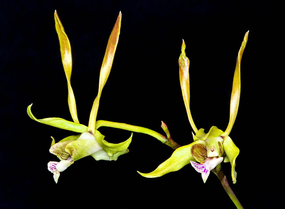 Due fiori di Dendrobium bicaudatum con petali ritorti simili a corna d’antilope.