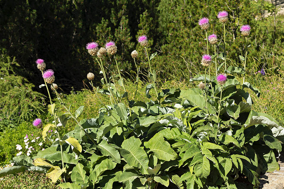 Rhaponticum heleniifolium cresce per lo più tra 1500 e 2000 m di altitudine.