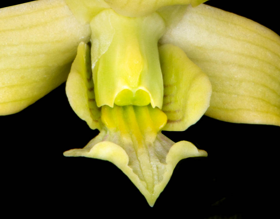 Detalle del labelo característico de Dendrobium archipelagense. Tiene un color parecido a los sépalos y pétalos, pero con vetas rojizas. Es recto, trilobulado, con lóbulos laterales oblongo-elípticos. El callo muestra 5 quillas ligeramente elevadas. Las laterales no sobrepasan la base del lóbulo medio, pero la central alcanza el ápice.