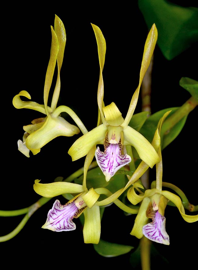 The trilobate labellum, narrowed at the apex, with triangular lateral lobes and ovate median lobe, is white with reddish veins.