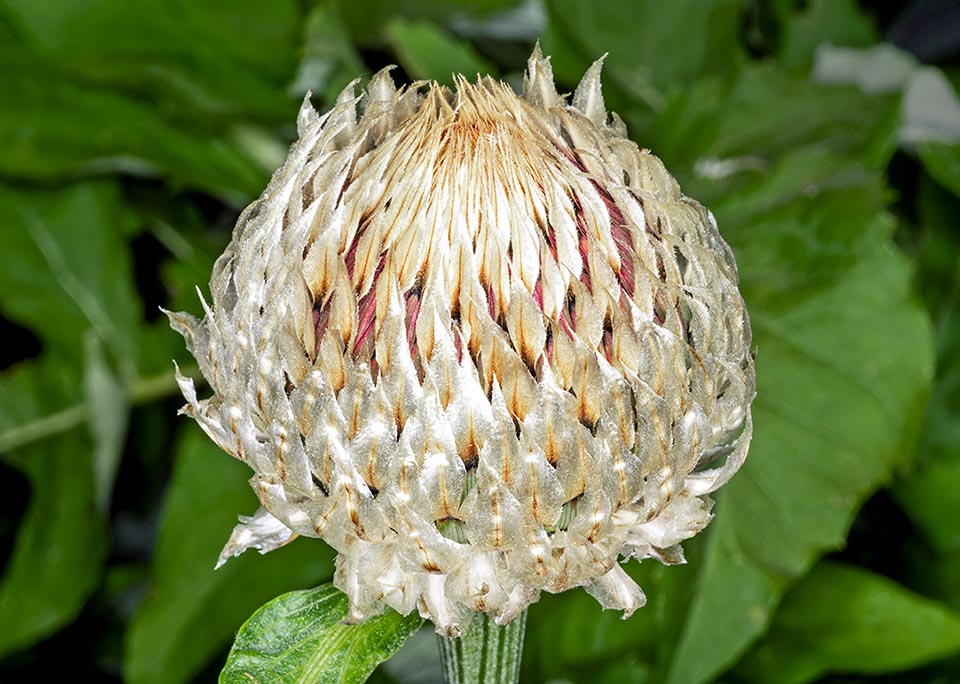 Capitule de Rhaponticum heleniifolium.