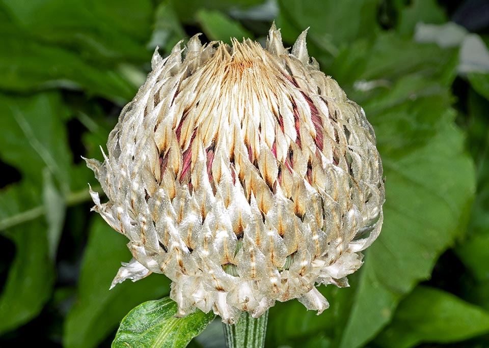 Capítulo de Rhaponticum heleniifolium.