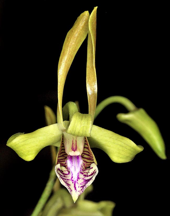 Une fleur de Dendrobium bicaudatum qui s'ouvre. Les pétales tordus mettent une semaine à pousser..