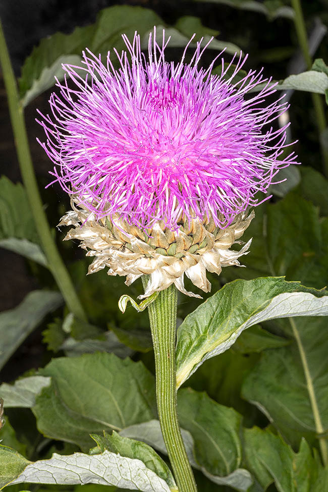 Inflorescence de Rhaponticum heleniifolium.