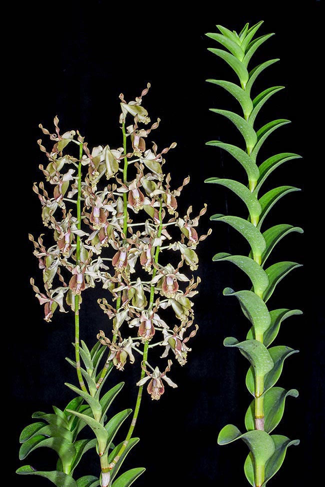 Dendrobium busuangense est une épiphyte endémique des îles Calamian. Ses pseudobulbes fusiformes, en forme de canne, peuvent faire 2 m de long et 1 cm de diamètre. Les inflorescences généralement groupées se forment à partir des nœuds apicaux.