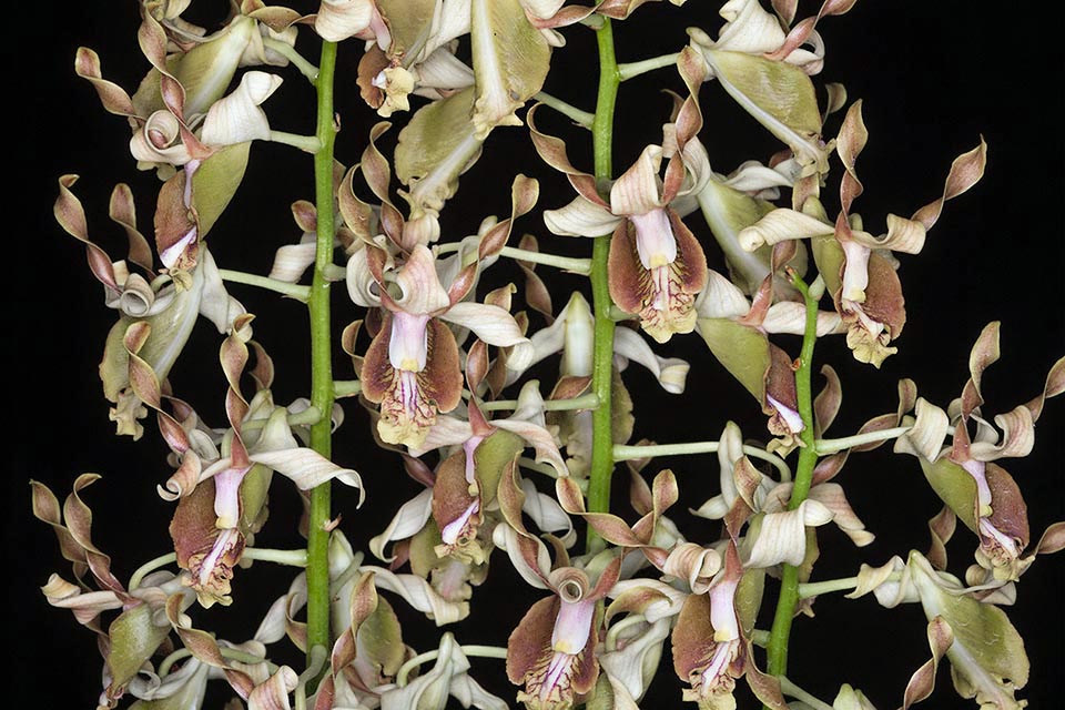 Très décoratives, elles comptent une quinzaine de fleurs chacune. Bien que Dendrobium busuangense ne soit pas facile à cultiver, elle a donné naissance à plusieurs hybrides.