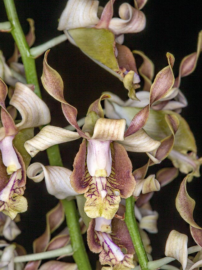 Détail d'une fleur de Dendrobium busuangense aux teintes lavande-pourpre. Les pétales sont torsadés et le labelle est trilobé, à carène.