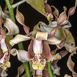 Dendrobium busuangense - Monaco Nature Encyclopedia