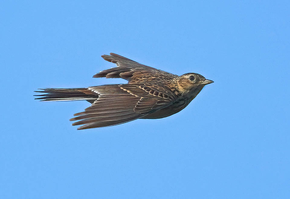 The Lark (Alauda arvensis) has a very vast range, from Europe to the shores of Pacific up to Japan.