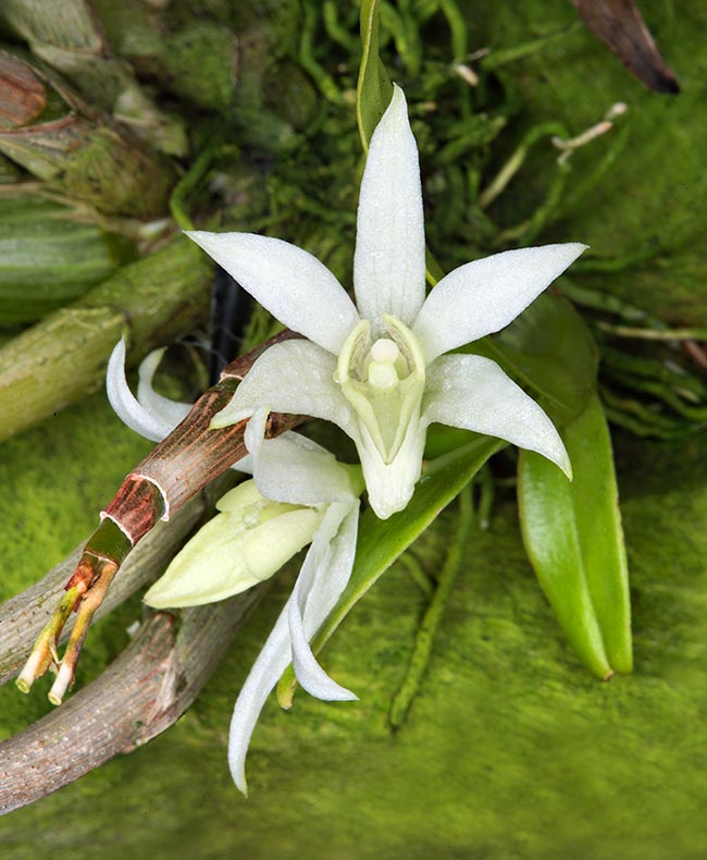 Orchidée épiphyte miniature, Dendrobium compactum pousse au Myanmar, en Thaïlande et en Chine.
