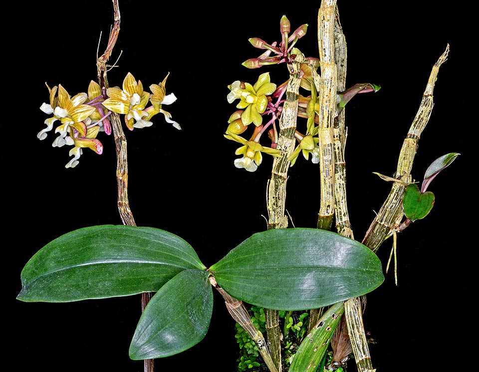 Dendrobium crabro est une épiphyte des plaines humides de Bornéo vers 500 m d'altitude. Les tiges cannelées à feuilles caduques, à environ 6 entrenœuds, mesurent 5-10 cm.