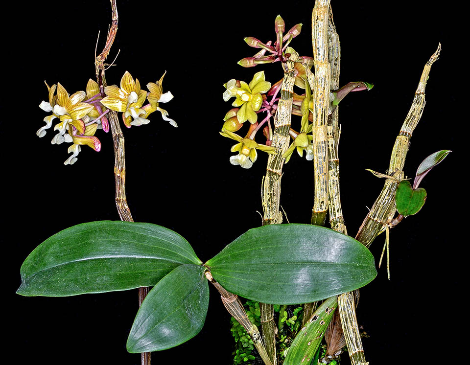 Dendrobium crabro is an epiphyte of Borneo wet plains at about 500 m of altitude. The grooved deciduous stems, with about 6 internodes, measure 5-10 cm.