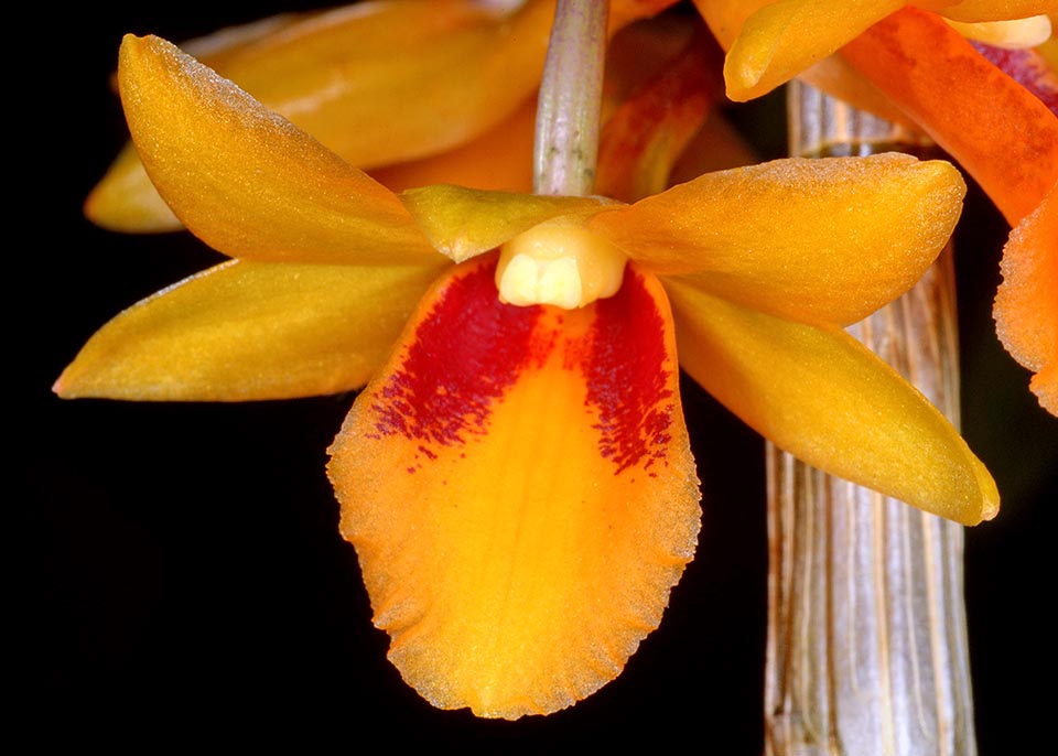 Dendrobium crocatum is an epiphyte with splendid pale yellow or orange waxy flowers, with the labellum pointed of purple red, especially near the base.