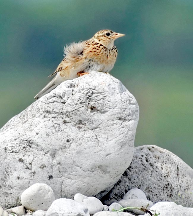 Ne pouvant se percher sur les branches en raison de l'ongle du pouce démesuré qui l'empêche de s'agripper, Alauda arvensis choisit généralement un point surélevé du terrain où elle s'accroupit pour contrôler le territoire environnant.