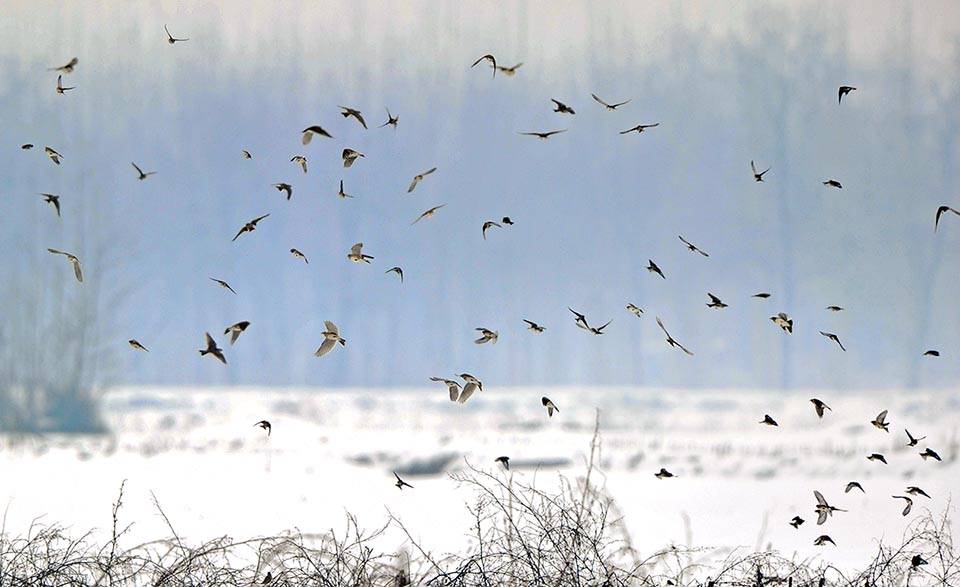 In case of unfavourable weather events like heavy snow we often see sudden migratory movements with flocks of hundreds specimens of Alauda arvensis..