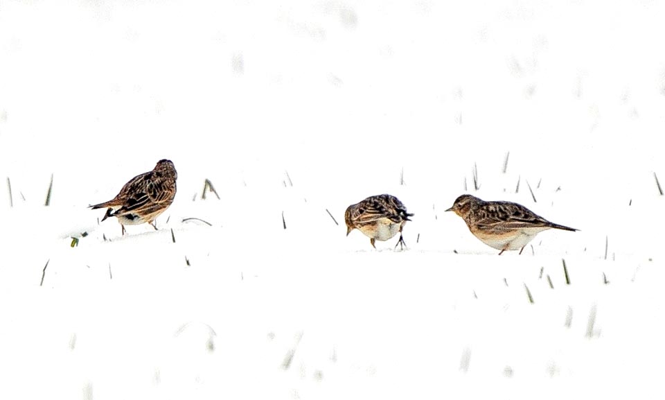 A Lombard tradition tells that Alauda arvensis resists in a site until when the snow cover does not exceed the length of the blade of grass that she eats for surviving.