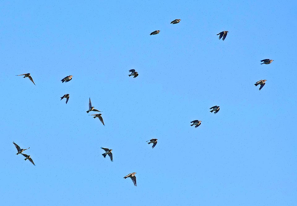 In Europe Alauda arvensis is mainly not migratory with winter movements of the northernmost populations to the Mediterranean area.